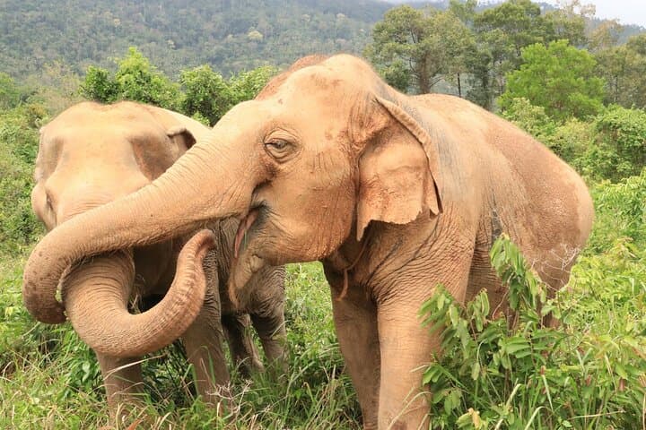 Koh Samui Elephant Home Sanctuary and First Elephant Museum — Ethical Jungle Walk & Seed-Bomb Conservation photo 6