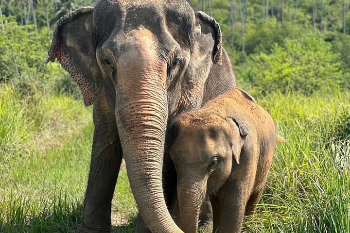 Koh Samui Elephant Home Sanctuary and First Elephant Museum — Ethical Jungle Walk & Seed-Bomb Conservation photo 2