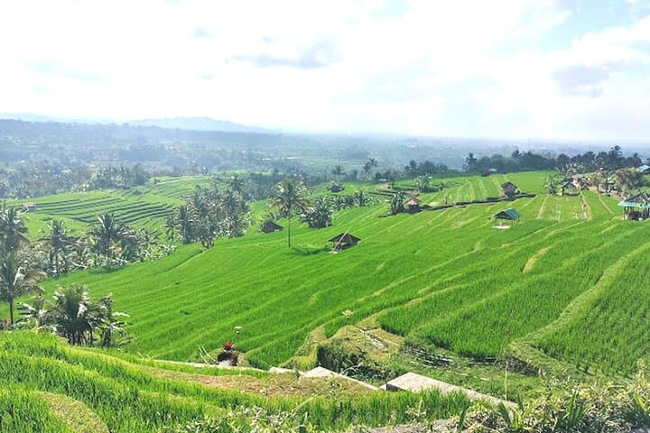 Jatiluwih Rice Terraces & Bali Jungle Swing Day Tour photo 4