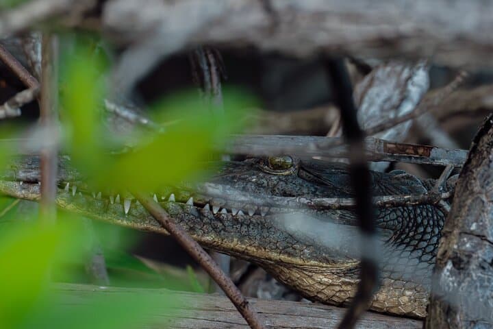 Tamarindo Estuary Boat Tour: Mangrove Wildlife Cruise in Las Baulas Marine Park photo 2