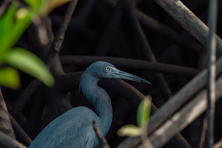 Tamarindo Estuary Boat Tour: Mangrove Wildlife Cruise in Las Baulas Marine Park photo 4