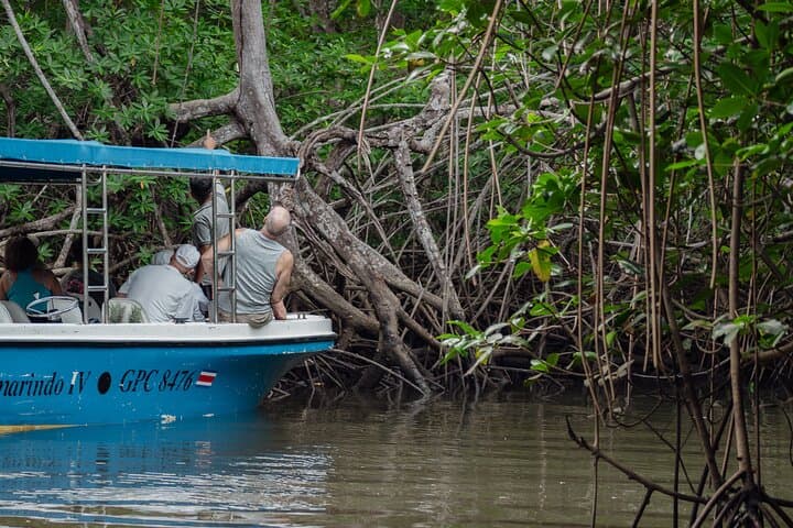 Tamarindo Estuary Boat Tour: Mangrove Wildlife Cruise in Las Baulas Marine Park photo 5