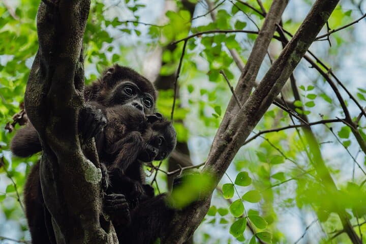 Tamarindo Estuary Boat Tour: Mangrove Wildlife Cruise in Las Baulas Marine Park photo 3