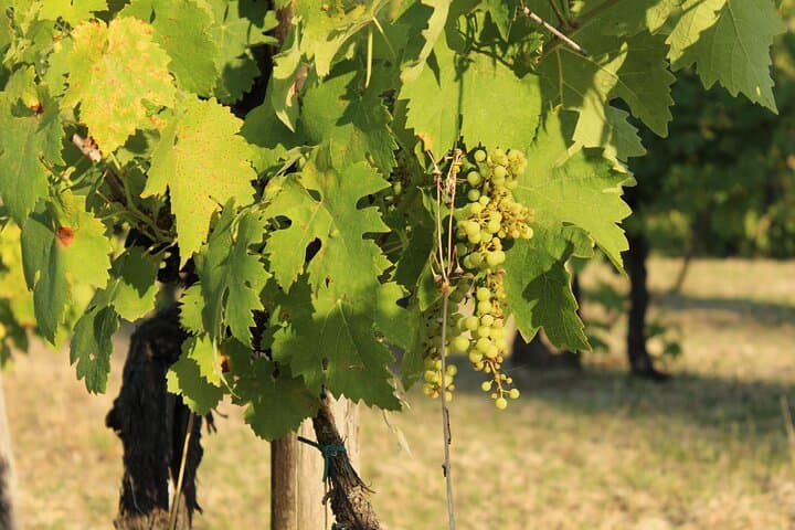 Immersive Tuscan Winery Experience from Florence: Vineyard Tour, Cellar Tech & Tasting photo 2