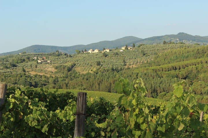 Immersive Tuscan Winery Experience from Florence: Vineyard Tour, Cellar Tech & Tasting photo 3