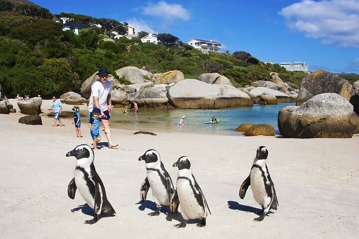 Half-Day Cape Town Tour — Table Mountain, Chapman's Peak & Boulders Beach Penguins photo 3