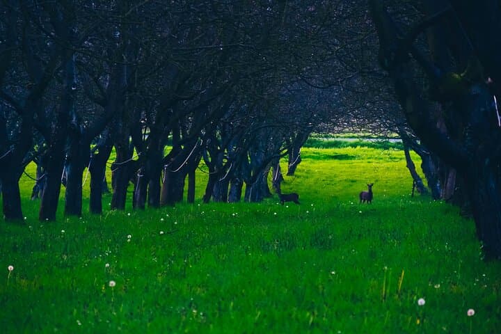 Walnut grove tasting and private farm visit near Cognac photo 4