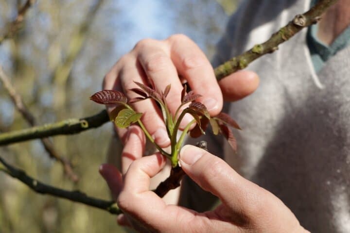 Walnut grove tasting and private farm visit near Cognac photo 5