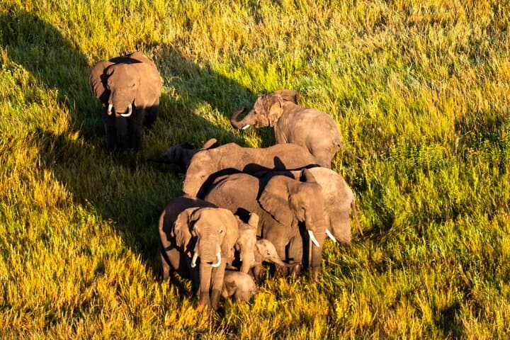 Sunrise Serengeti Hot Air Balloon Flight with Champagne Breakfast photo 4