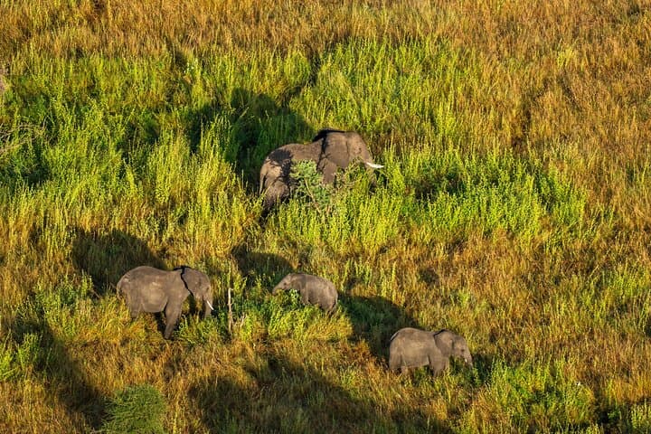 Sunrise Serengeti Hot Air Balloon Flight with Champagne Breakfast photo 6