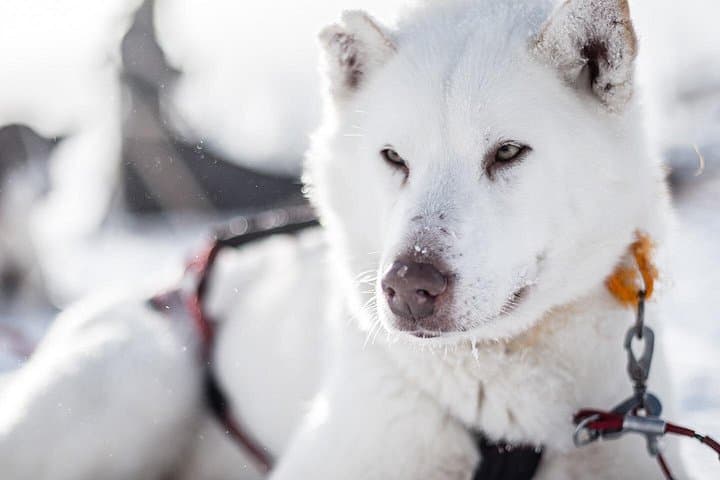 Overnight Dogsledding in Sälen: 48‑Hour Wilderness Cabin & Tent Adventure photo 2