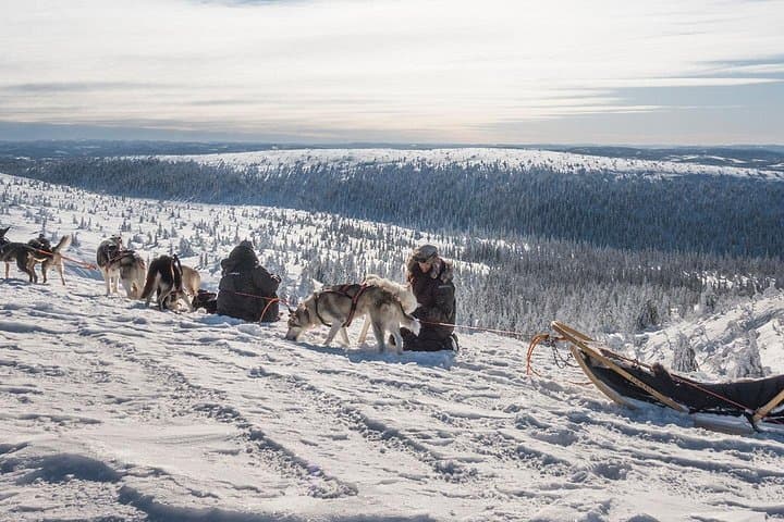 Overnight Dogsledding in Sälen: 48‑Hour Wilderness Cabin & Tent Adventure photo 3