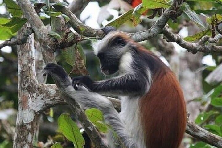 Jozani Forest & The Rock Restaurant: Monkeys, Mangroves, and Ocean Lunch