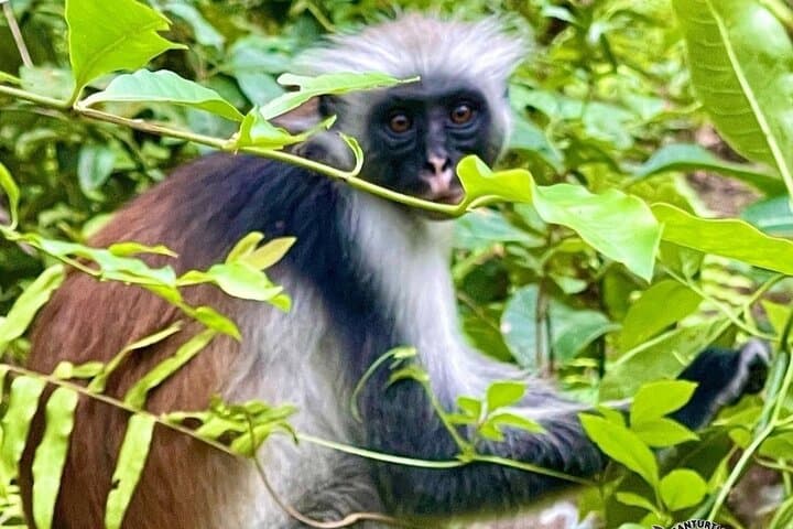 Jozani Forest & The Rock Restaurant: Monkeys, Mangroves, and Ocean Lunch photo 3