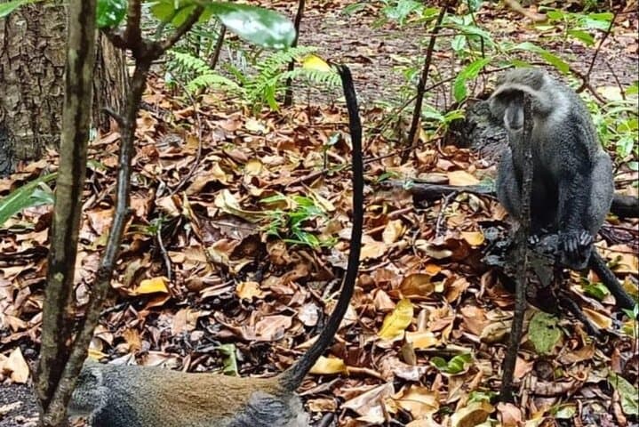 Jozani Forest & The Rock Restaurant: Monkeys, Mangroves, and Ocean Lunch photo 4