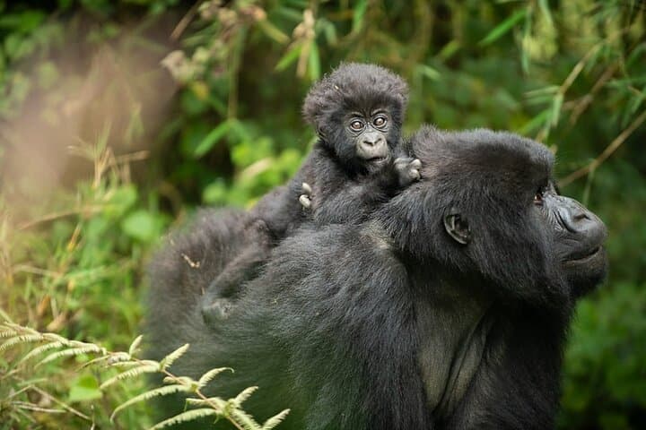 8-Day Remarkable Rwanda Safari: Gorillas, Akagera Game Drives & Nyungwe Canopy Walk