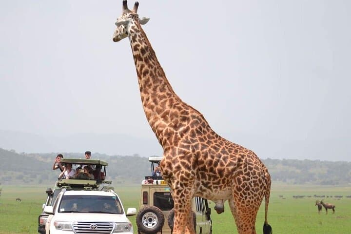 8-Day Remarkable Rwanda Safari: Gorillas, Akagera Game Drives & Nyungwe Canopy Walk photo 2