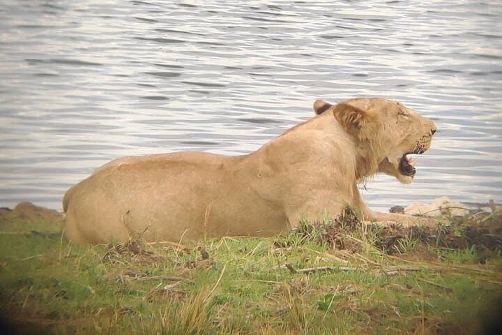 8-Day Remarkable Rwanda Safari: Gorillas, Akagera Game Drives & Nyungwe Canopy Walk photo 3