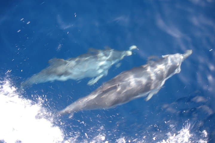 Sail Capo Coda Cavallo & Molara: Day Trip with Swimming, Snorkeling and Sardinian Aperitif photo 3