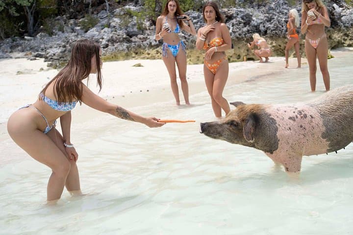 Piggy Splash Dash: Express Rose Island Swimming Pigs Tour from Nassau photo 1