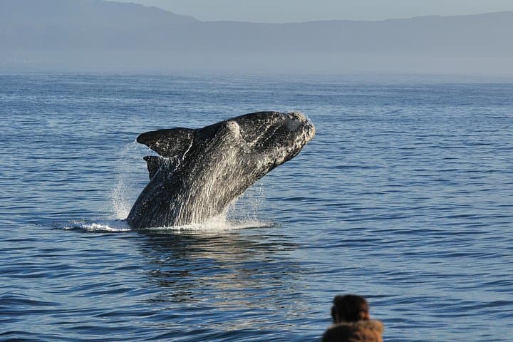 Hermanus Whale Watching, Hemel-en-Aarde Wine Tasting & Betty's Bay Penguin Colony Day Tour photo 1