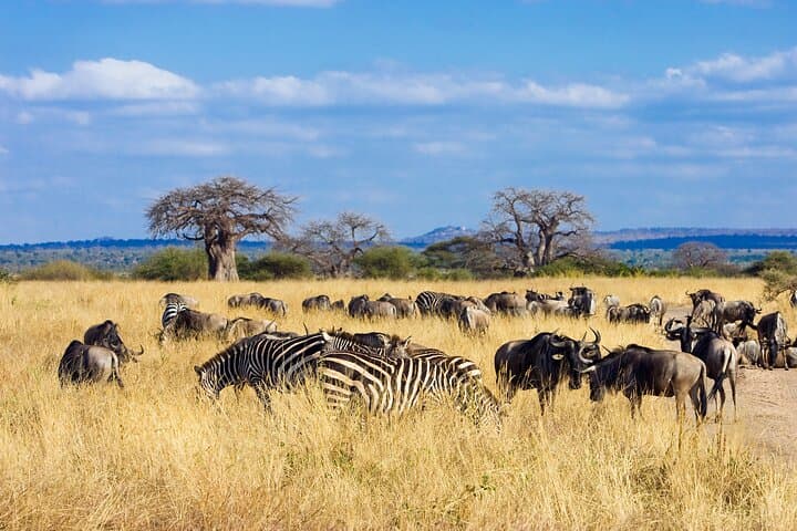 Tarangire Day Safari: Private Guide & Open Jeep Wildlife Experience