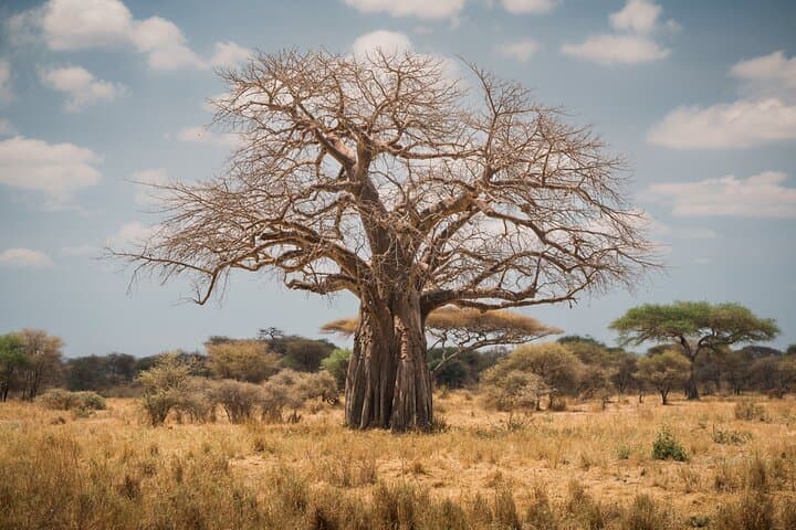 Tarangire Day Safari: Private Guide & Open Jeep Wildlife Experience photo 4