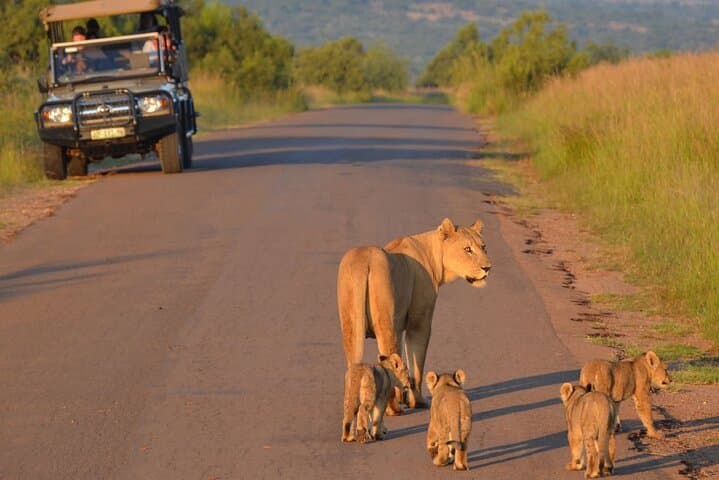Pilanesberg Shared Transfer and 3-Hour Safari from Johannesburg photo 5