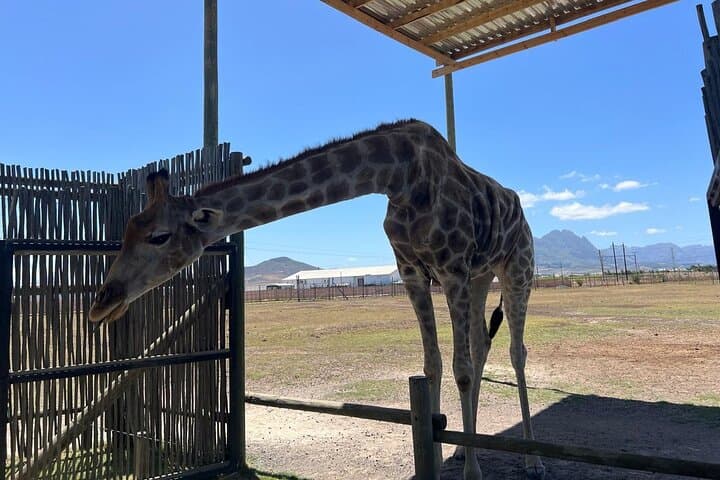 Cape Town Cheetah Outreach & Giraffe House with Cape Winelands Wine Tasting photo 3