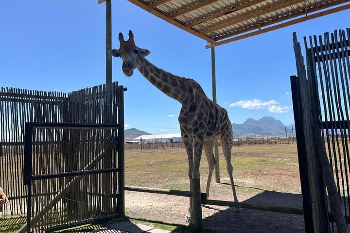 Giraffe Encounter & Lion Park with Stellenbosch Wine Tasting — Day Trip from Cape Town photo 4