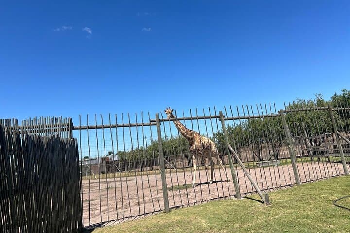 Giraffe Encounter & Lion Park with Stellenbosch Wine Tasting — Day Trip from Cape Town photo 5