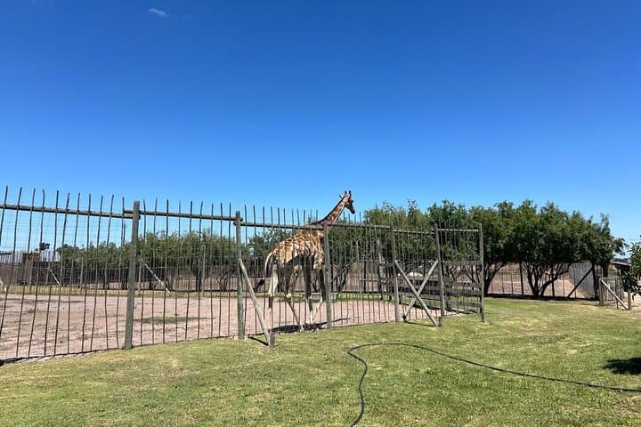 Cape Town Cheetah Outreach & Giraffe House with Cape Winelands Wine Tasting photo 6