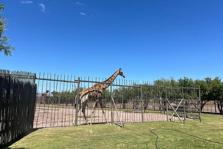 Giraffe Encounter & Lion Park with Stellenbosch Wine Tasting — Day Trip from Cape Town photo 6
