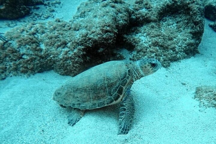 Scuba Diving in Chania, Crete — Elephant Cave & SS Minnewaska Wreck photo 6