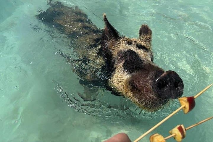 Swim with the Pigs Freeport — Beachfront Pig Encounter in Grand Bahama