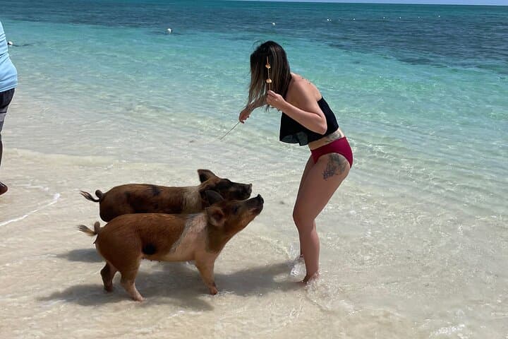 Swim with the Pigs Freeport — Beachfront Pig Encounter in Grand Bahama photo 3