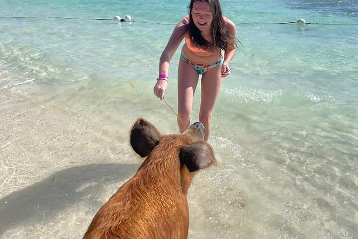 Swim with the Pigs Freeport — Beachfront Pig Encounter in Grand Bahama photo 4