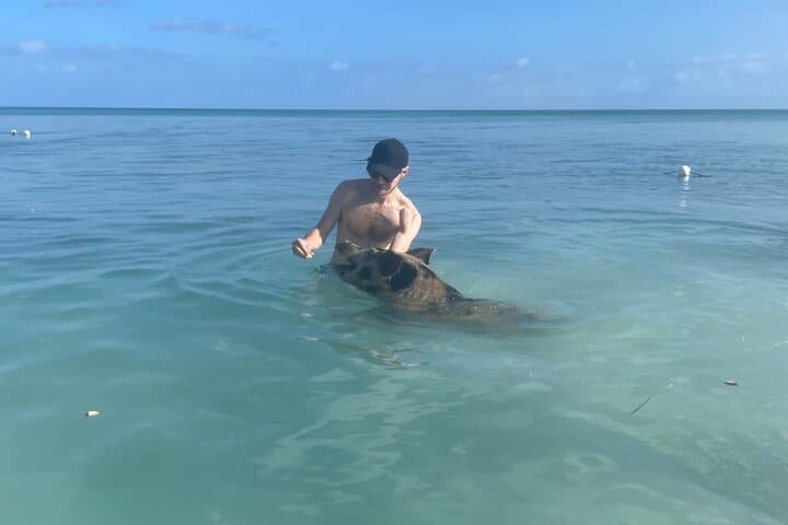 Swim with the Pigs Freeport — Beachfront Pig Encounter in Grand Bahama photo 2