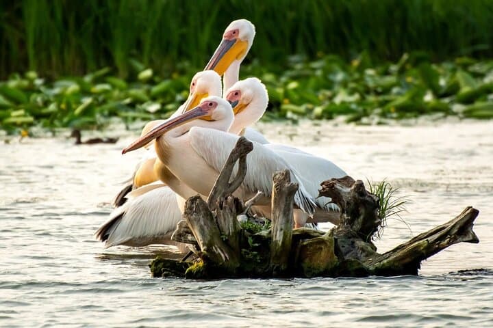 Danube Delta Boat Tour from Tulcea: Speedboat to Sulina, Mila 23 & Musura Bay photo 2