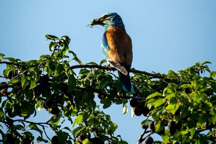 Danube Delta Boat Tour from Tulcea: Speedboat to Sulina, Mila 23 & Musura Bay photo 6