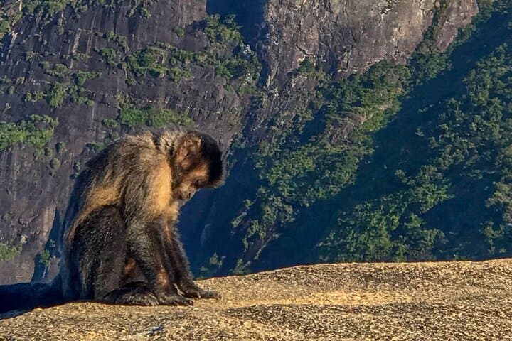 Pedra Bonita Wildlife Spotting & Easy Hike in Tijuca Forest photo 3
