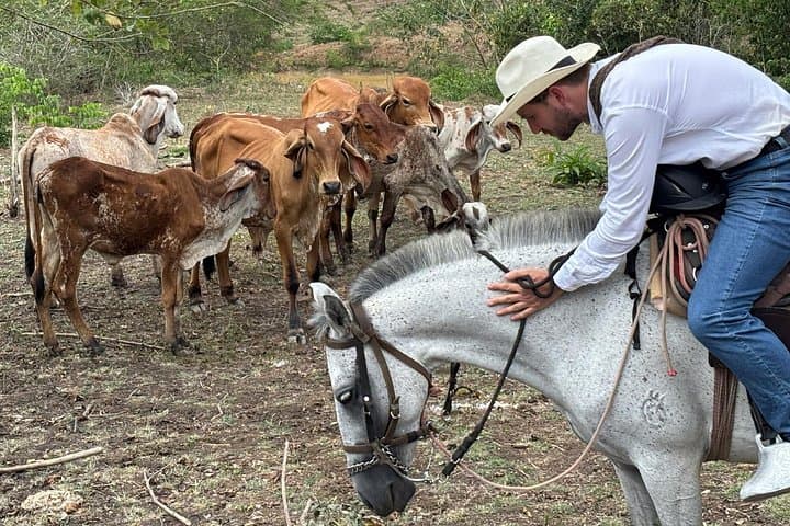 Cowboy for a Day near Cartagena: Horse Herding, Dry-Forest Views & Conservation photo 1