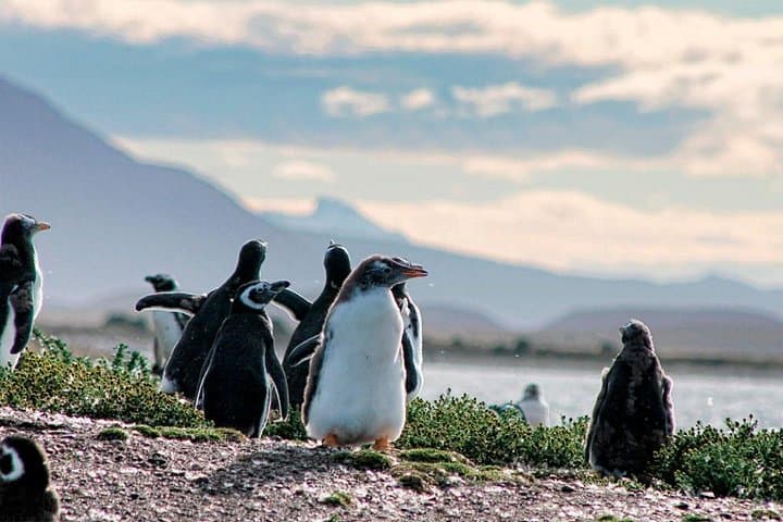 Beagle Channel Cruise to Martillo Island Penguins, Sea Lions & Lighthouse Views photo 1
