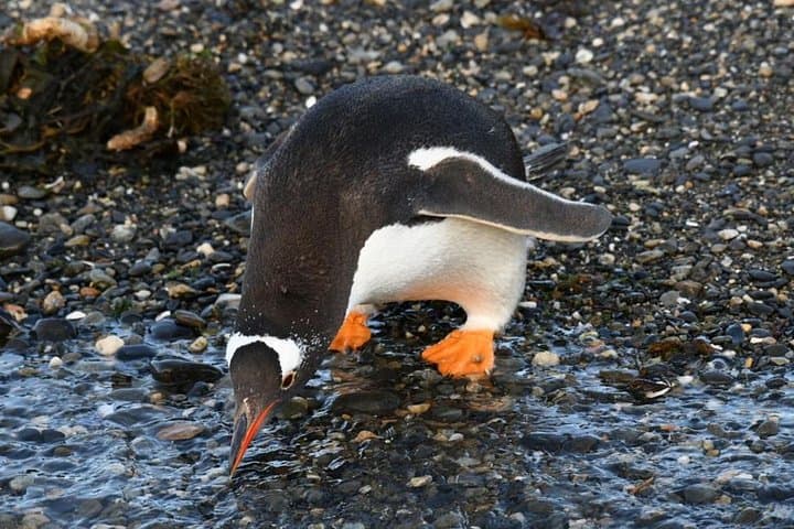 Beagle Channel Cruise to Martillo Island Penguins, Sea Lions & Lighthouse Views photo 2