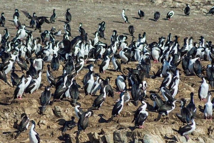 Beagle Channel Cruise to Martillo Island Penguins, Sea Lions & Lighthouse Views photo 3