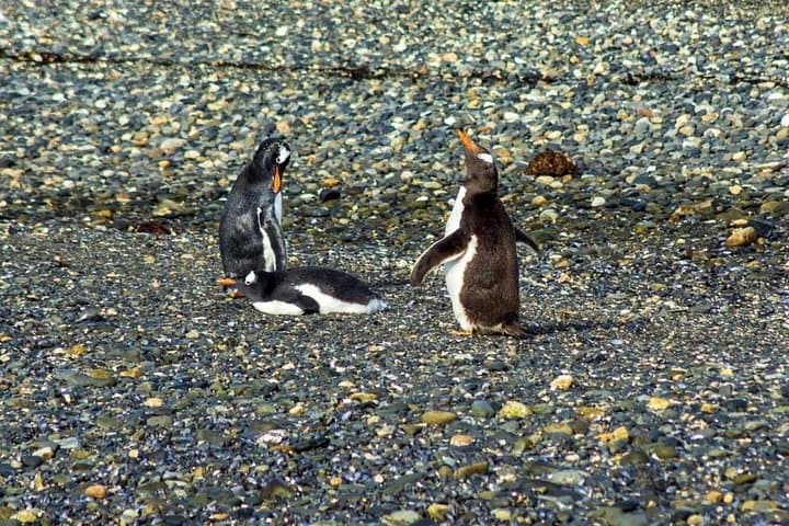 Beagle Channel Cruise to Martillo Island Penguins, Sea Lions & Lighthouse Views photo 4