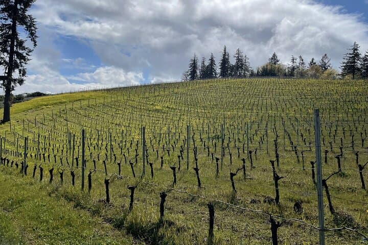 Sommelier-Led Sonoma & Napa Wine Country Tour in an Electric VW Van