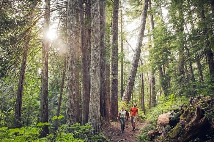 Cougar Mountain Adventure Day Pass — Zipline, Aerial Course & Vallea Lumina photo 6