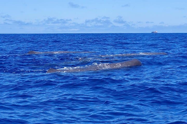 São Miguel Whale & Dolphin Watching — Vila Franca do Campo Boat Tour photo 1
