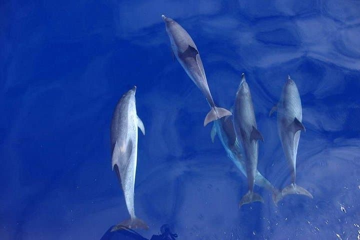 São Miguel Whale & Dolphin Watching — Vila Franca do Campo Boat Tour photo 2